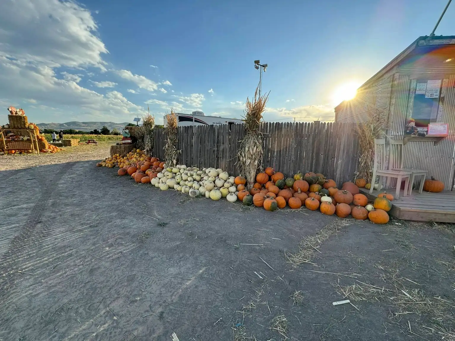 Rows of pumpkins along the fence at the patch entrance with the sun setting behind the ticket shed
