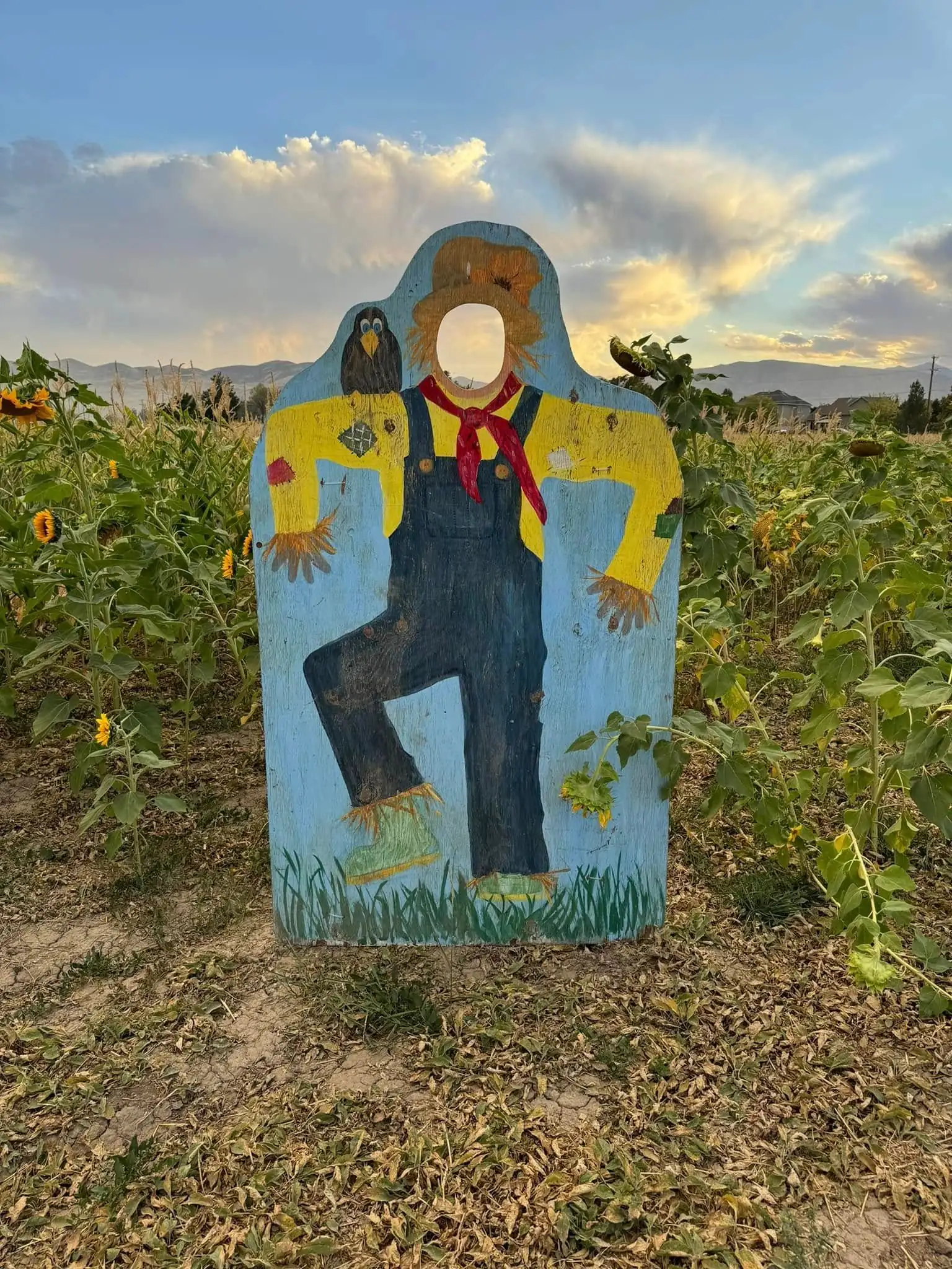 Hand-painted wooden scarecrow photo cut-out standing in the sunflower rows at sunset